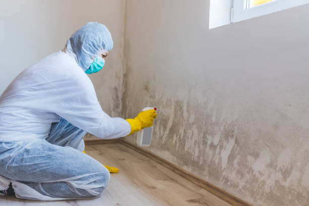 Licensed Attic Mold Removal service in Rhodelia, KY - WQB Mold Removal