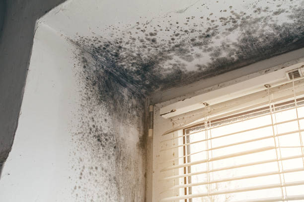 Affordable Attic Mold Removal solutions in Rhodelia, KY