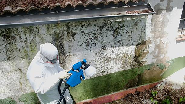 Top rated local Attic Mold Removal specialists in Rhodelia, KY